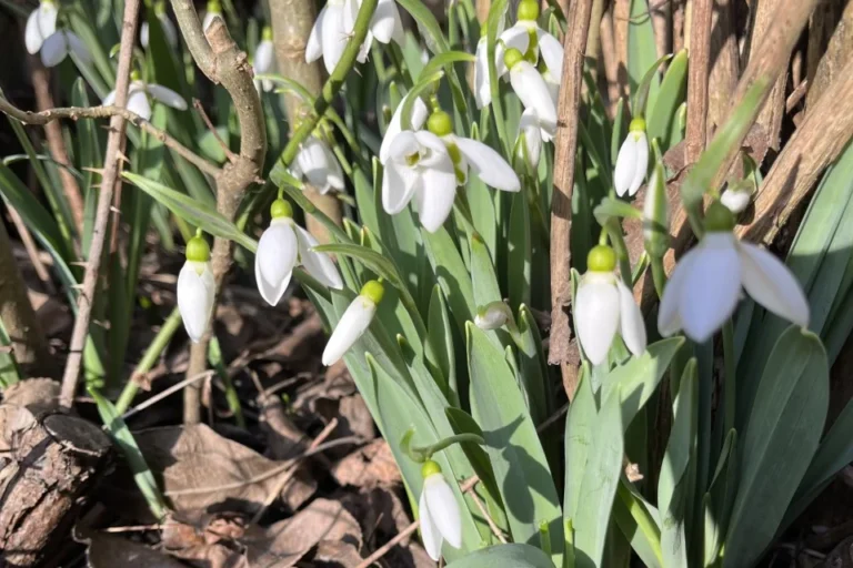 Snödroppar i rabatt