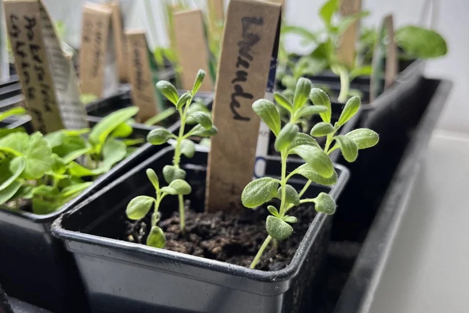 Perenn Lavendel som odlats från frö