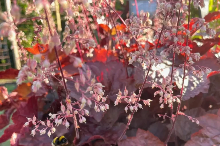 Alunrot Heuchera