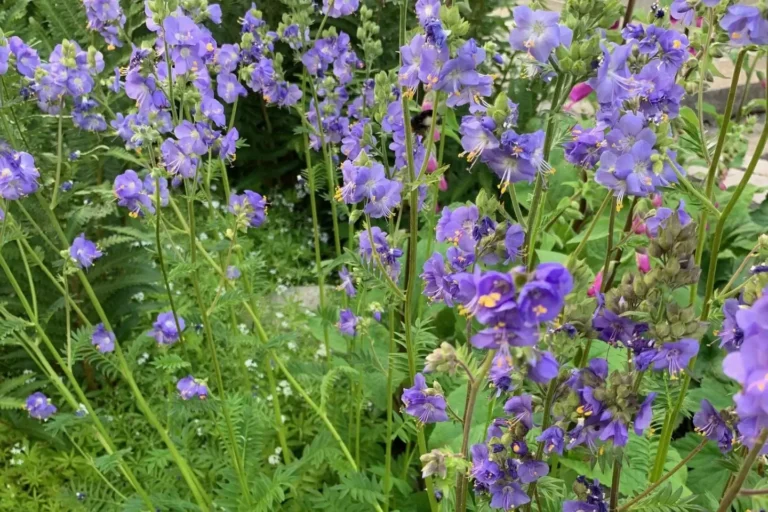 Blågull Polemonium caeruleum