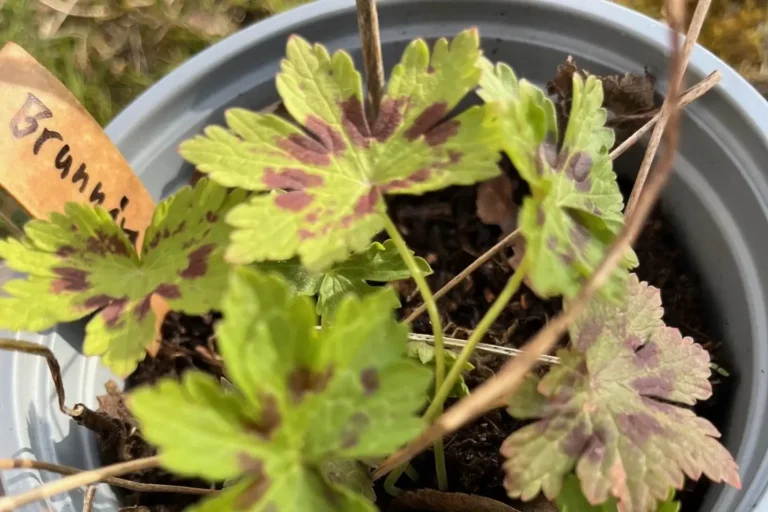 Brunnäva Geranium phaeum