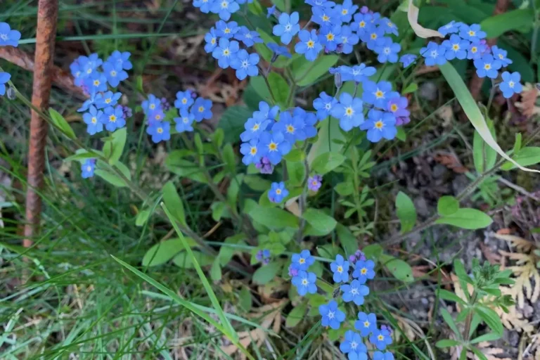 Förgätmigej Myosotis scorpioides