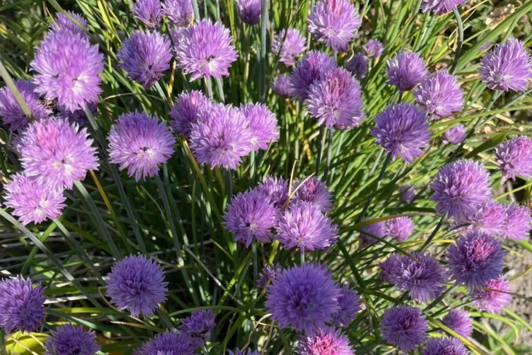 Gräslök Allium schoenoprasum