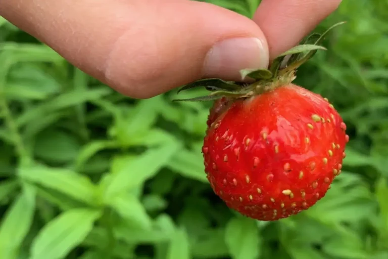 Jordgubbar Fragaria x ananassa