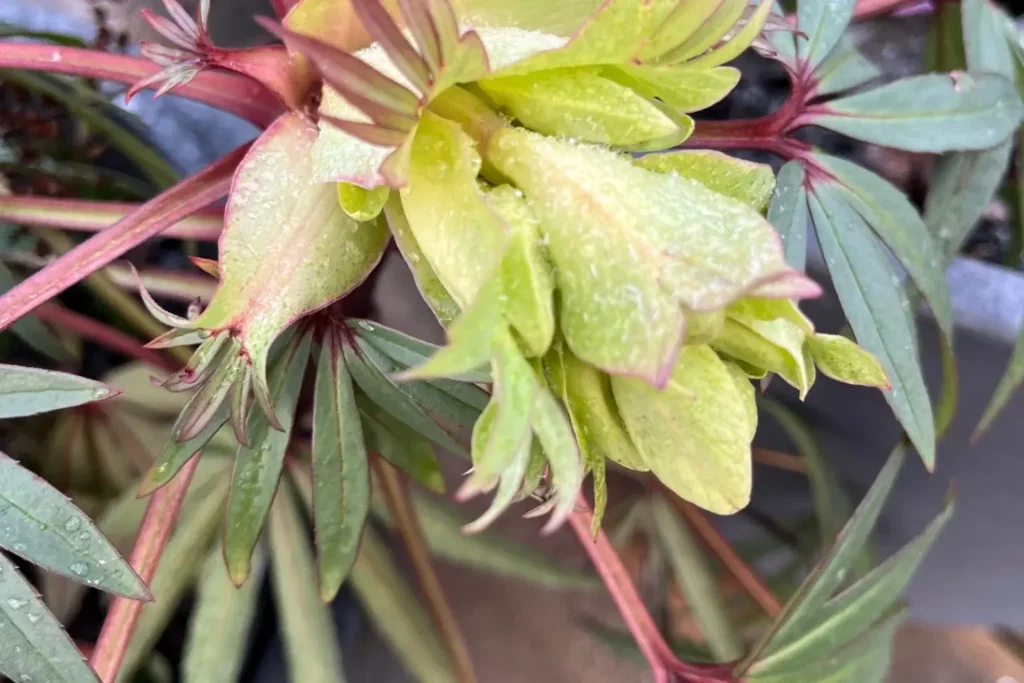 Klockjulros Helleborus foetidus