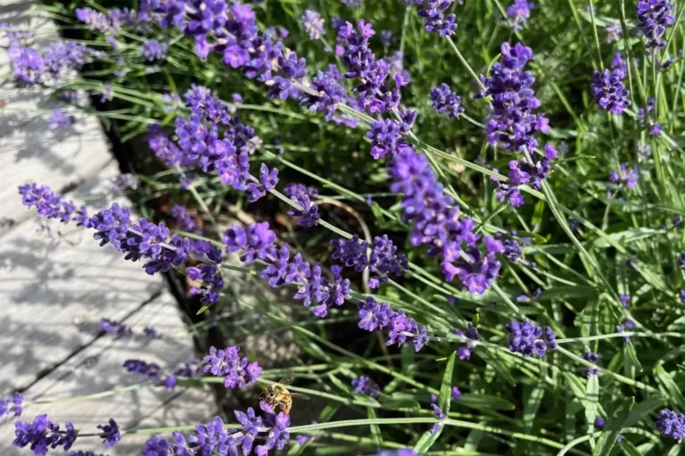 Lavendel Hidcote Lavandula angustifolia