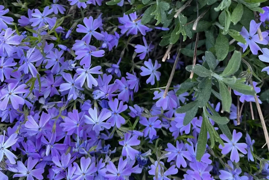 Mossflox Phlox subulata