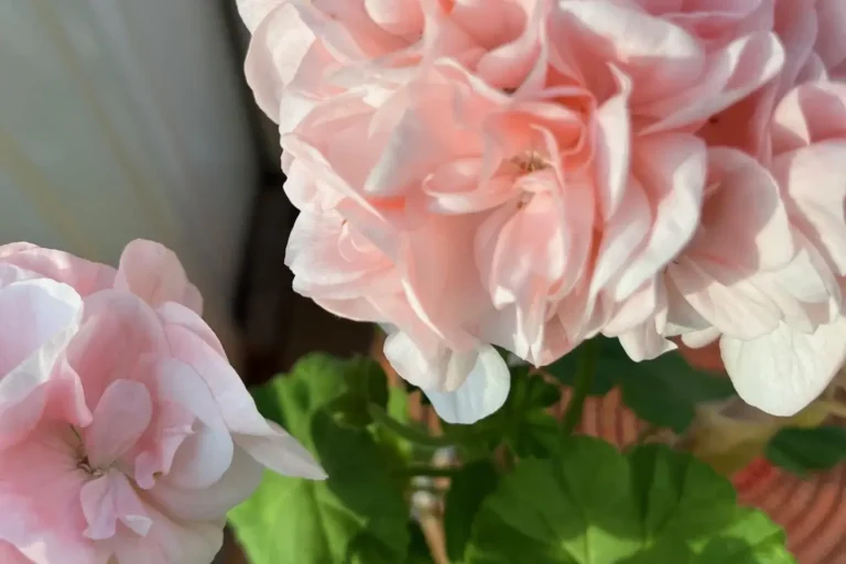 Pelargon Mårbacka Pelargonium