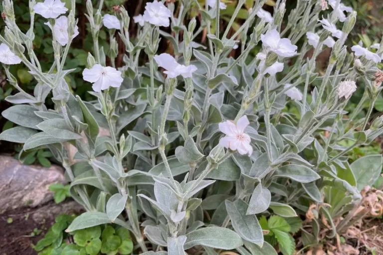 Purpurklätt Silene coronaria