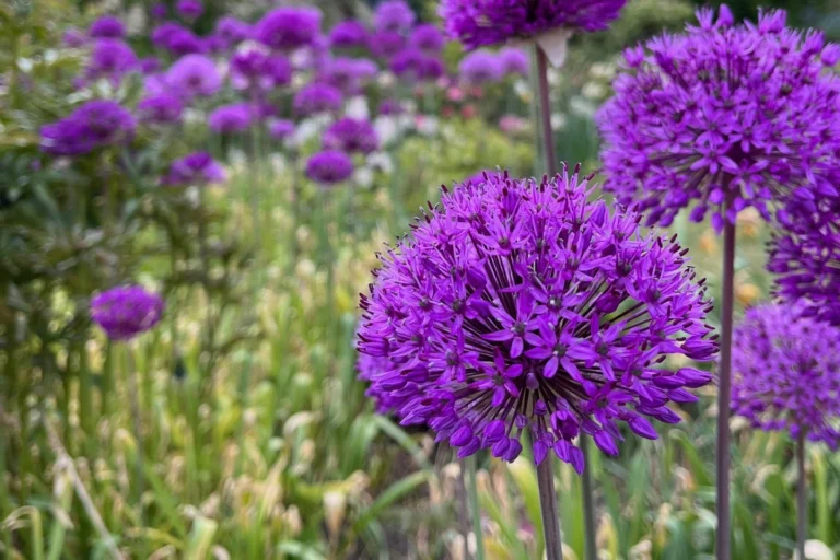 Purpurlök Purple Sensation Allium