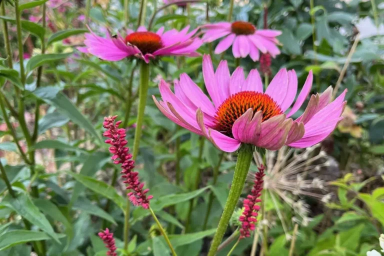 Röd solhall Magnus Echinacea Purpurea