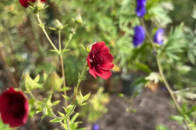 Rostfingerört Potentilla thurberi