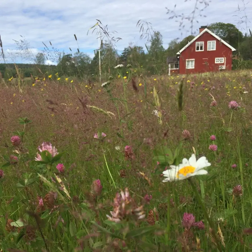 Trädgård på landet i Mangskog