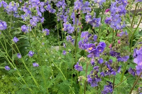 Blågull Polemonium caeruleum