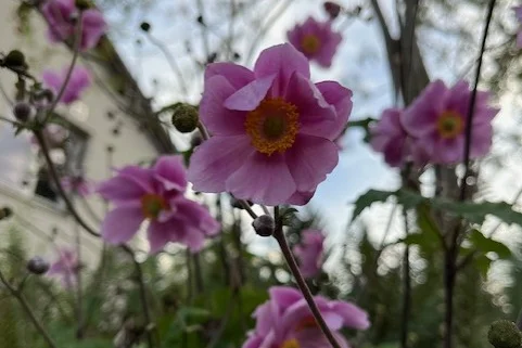 Höstanemone förlänger blomningen i rabatter.