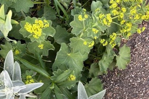 Jättedaggkåpan är en tacksam gammal perenn som passar för många olika stilar.