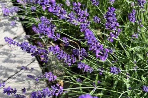 Lavendel Hidcote med bi