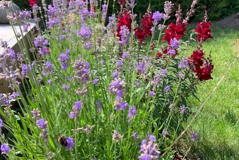 Lavendel Munstead och lejongap
