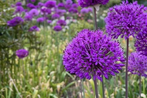 Hav av purpurlök Purple Sensation Allium.