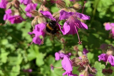 Trädgårdsnäva uppskattas av våra pollinatörer.