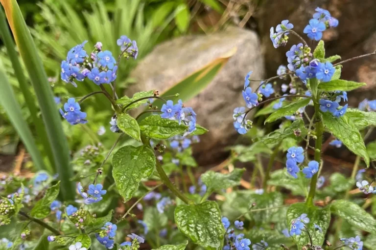 Kaukasisk förgätmigej Jack Frost Brunnera macrophylla