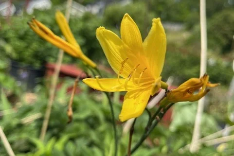 Perenn gul daglilja